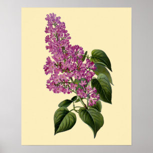 Altrosa Fliederblüten Poster