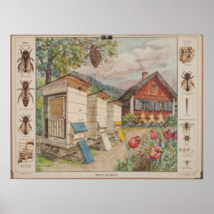 Altschwedische Schulwandkarte - Bienen Poster