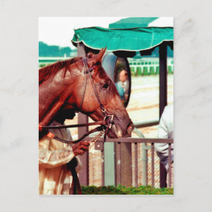 Alydar Thoroughbred 1979 Postkarte