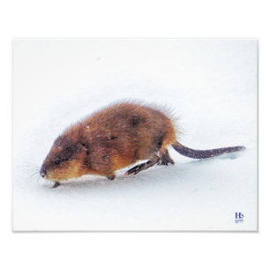 Am Ufer des Higgins-Sees rammt ein Muskrat Fotodruck