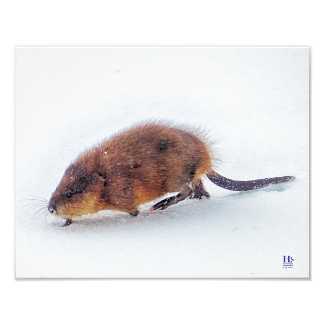 Am Ufer des Higgins-Sees rammt ein Muskrat Fotodruck (Vorne)