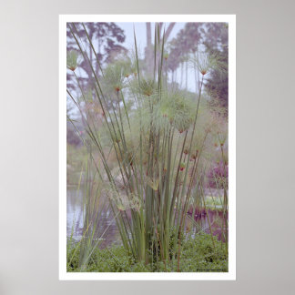 Am Wasser, Santa Barbara (Plakat) Poster