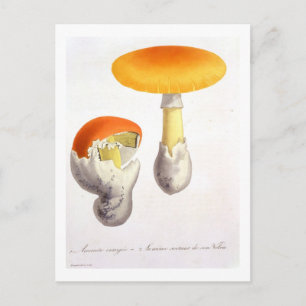 Amanita Caesaria von "Phytographie Medicale" von J Postkarte