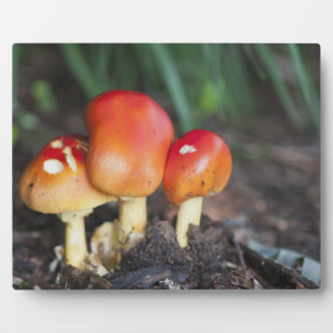 Amanita-Familie Pilz Fotoplatte