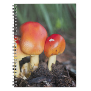 Amanita-Familie Pilz Notizblock