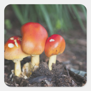 Amanita-Familie Pilz Quadratischer Aufkleber