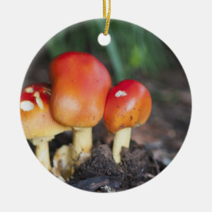 Amanita-Familienpilz Keramikornament