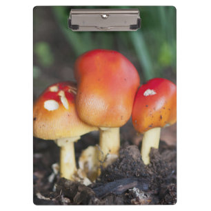 Amanita-Familienpilz Klemmbrett