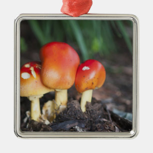 Amanita-Familienpilz Silbernes Ornament