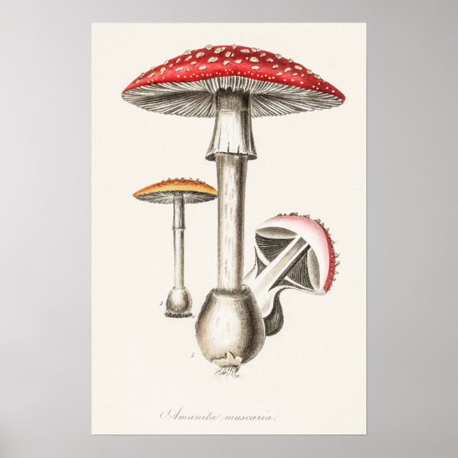 Amanita Muscaria Mushroom Illustration ( Poster (Vorne)
