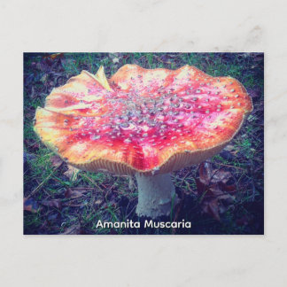 Amanita Muscaria Postkarte