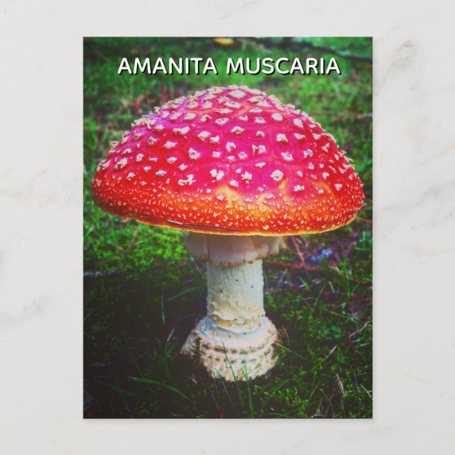 AMANITA MUSCARIA POSTKARTE (Vorderseite)