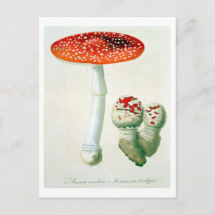Amanita Muscaria von "Phytographie Medicale" von J Postkarte