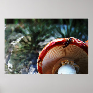 Amanita Poster