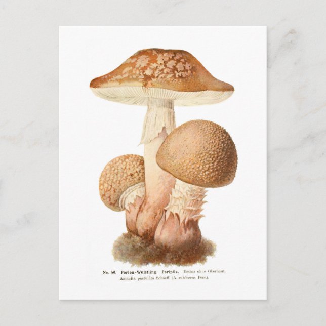 Amanita pustulata postkarte (Vorderseite)