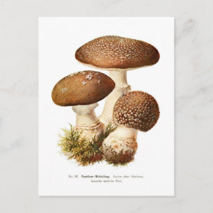 Amanita umbrina postkarte