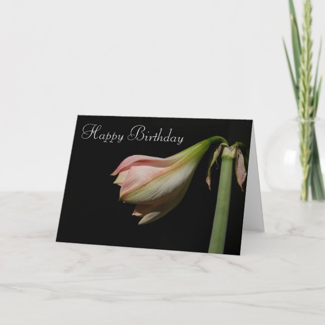 Amaryllis 53 B'Day ~ Karte (Vorderseite)