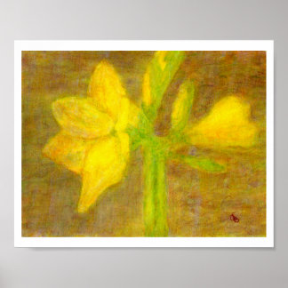 Amaryllis, Affiche