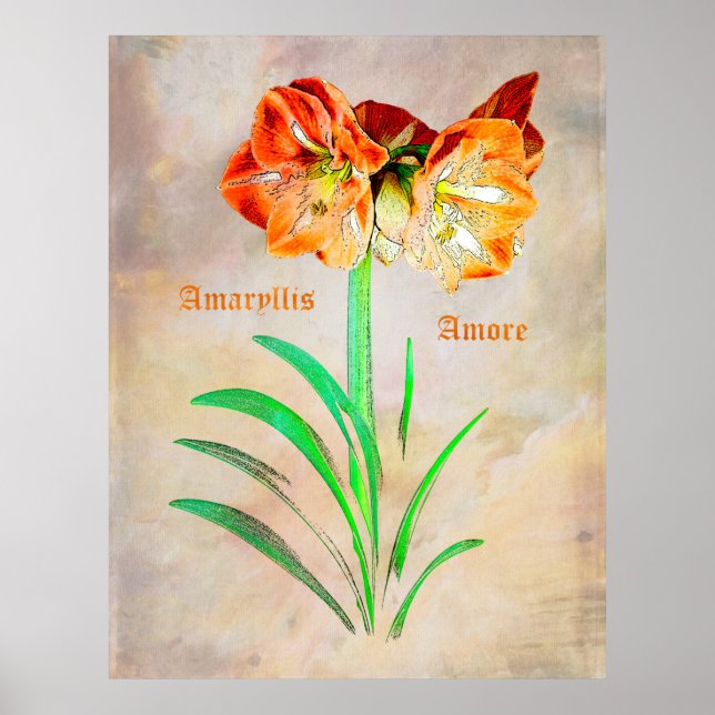 Amaryllis Amore Poster (Vorne)