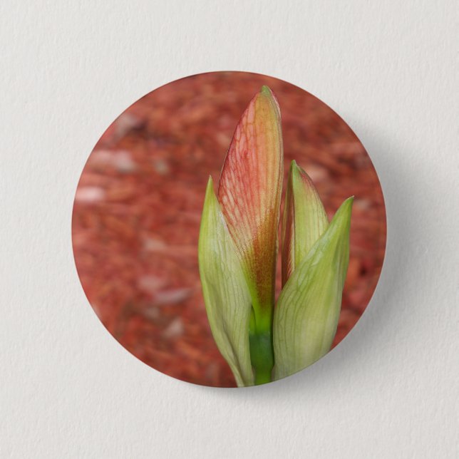 Amaryllis Apfelblütenknospe Button (Vorderseite)