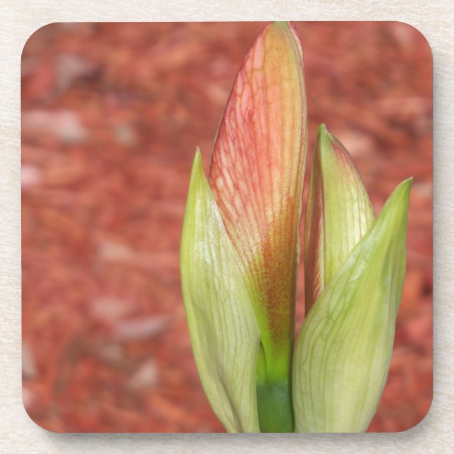 Amaryllis Apfelblütenknospe Untersetzer (Vorderseite)