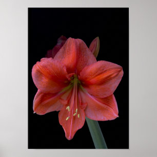 Amaryllis auf schwarz poster