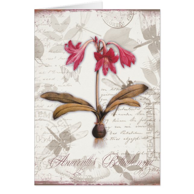Amaryllis Belladonna (Vorne)