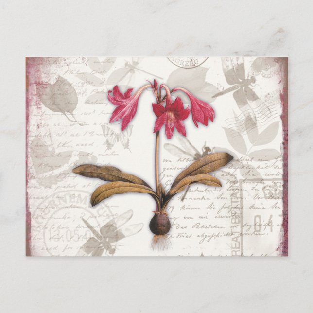 Amaryllis Belladonna Postkarte (Vorderseite)
