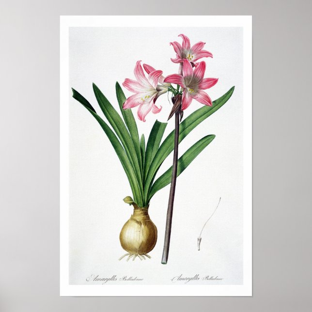 Amaryllis Belladonna, von 'Les Liliacees', engrav Poster (Vorne)