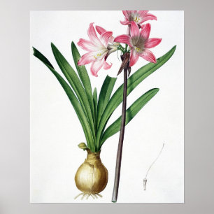Amaryllis Belladonna, von 'Les Liliacees', engrav Poster