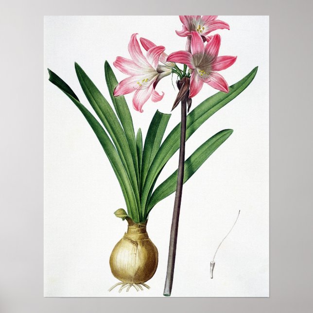 Amaryllis Belladonna, von 'Les Liliacees', engrav Poster (Vorne)