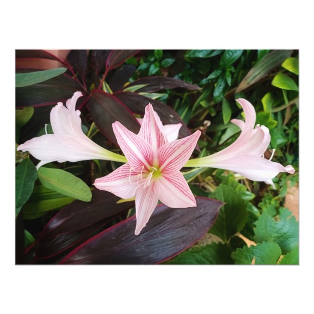 Amaryllis Blume Pflanze im Garten Fotodruck (Vorne)