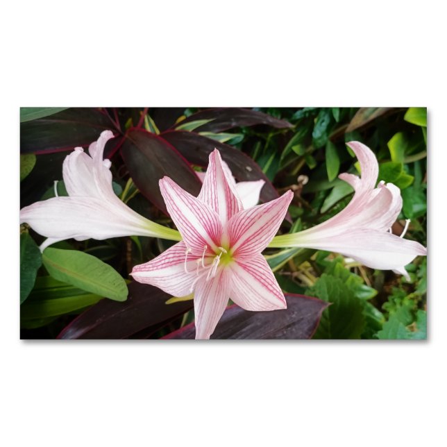Amaryllis Blume Pflanze im Garten Magnetische Visitenkarte (Vorderseite)