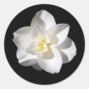Amaryllis-Blume Runder Aufkleber