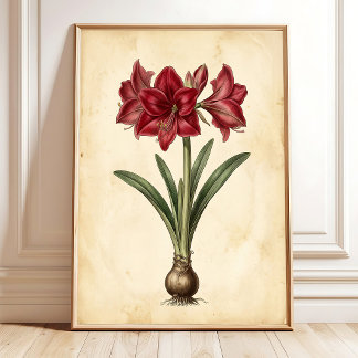 Amaryllis Botanische Vintage-Leinwand-Wandkunst Poster