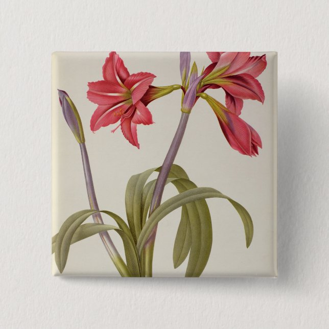 Amaryllis Brasiliensis Button (Vorderseite)