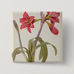 Amaryllis Brasiliensis Button
