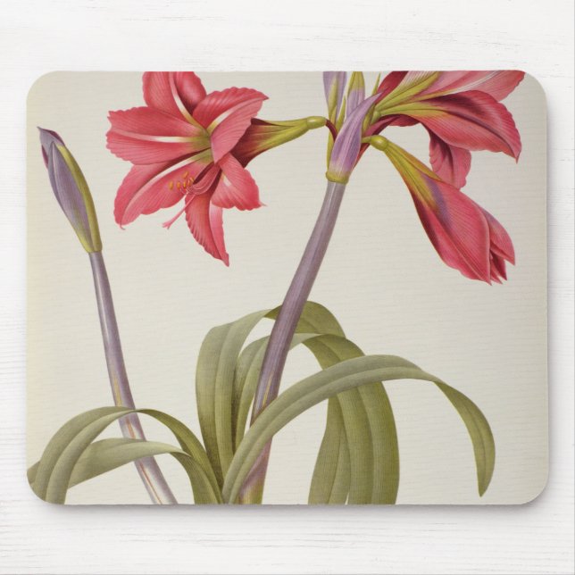 Amaryllis Brasiliensis Mousepad (Vorne)