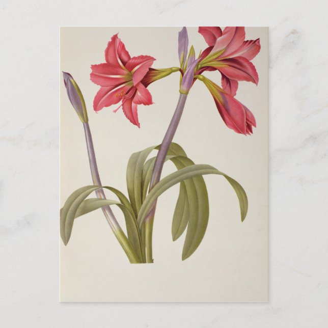 Amaryllis Brasiliensis Postkarte (Vorderseite)