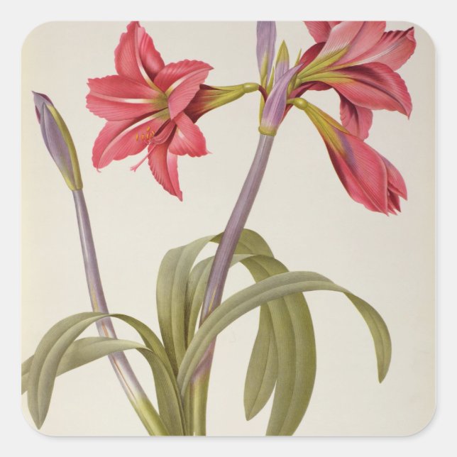 Amaryllis Brasiliensis Quadratischer Aufkleber (Vorderseite)