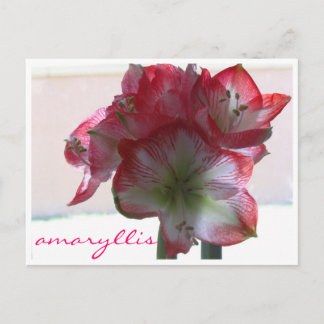 amaryllis bulle de fleurs carte postale