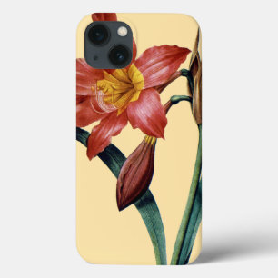 Amaryllis title_seo2