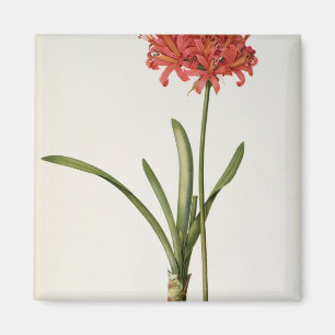 Amaryllis Curvifolia, 1809, vom ` Les Magnet