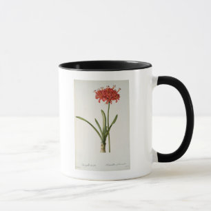 Amaryllis Curvifolia, 1809, vom ` Les Tasse