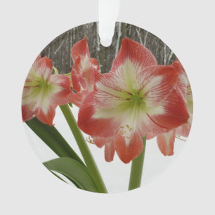 Amaryllis en Fête Rouge Neige Hiver Floral