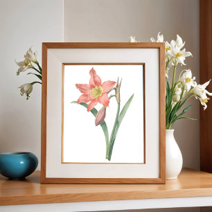 Amaryllis Equestre, Vintage-Blumen-Botanik Poster
