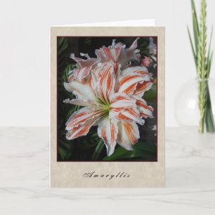 Amaryllis - Floral Series Karte