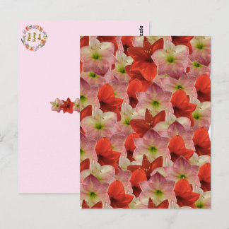 Amaryllis florale Postkarte