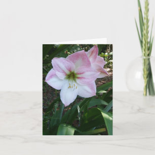 Amaryllis-Foto Apfelblume Faltschachtel