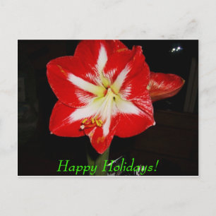 amaryllis, Happy Holidays! Feiertagspostkarte